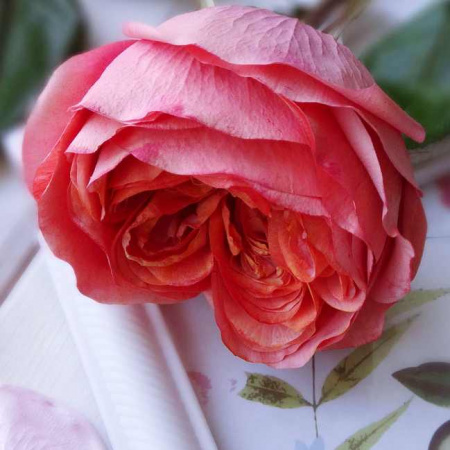 Молд силиконовый (вайнер) лепестки Набор 3 пары (60•30 мм) с6-1